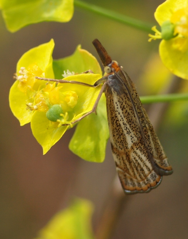 Crambidae: Thisanotia chrysonuchella